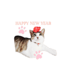 My cat2__（個別スタンプ：32）