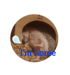 maron greeting（個別スタンプ：8）