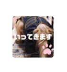 ウチの子アネラさん改良版（個別スタンプ：4）