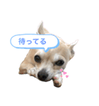 おねがい♡ローくん（個別スタンプ：1）