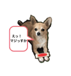 おねがい♡ローくん（個別スタンプ：2）