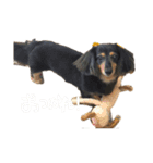 raichandog（個別スタンプ：8）