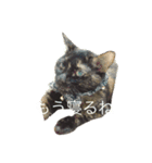 ☆ジジちゃん2☆（個別スタンプ：7）