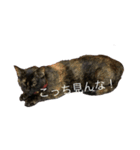 ☆ジジちゃん2☆（個別スタンプ：9）