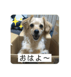 チワックスのてん（個別スタンプ：1）