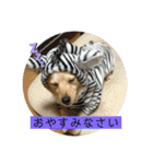 チワックスのてん（個別スタンプ：2）