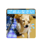 チワックスのてん（個別スタンプ：3）