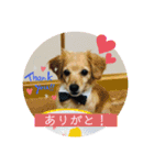 チワックスのてん（個別スタンプ：4）