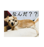 チワックスのてん（個別スタンプ：5）