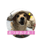 チワックスのてん（個別スタンプ：6）