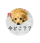 チワックスのてん（個別スタンプ：9）
