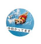 チワックスのてん（個別スタンプ：11）