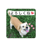 チワックスのてん（個別スタンプ：12）