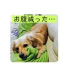 チワックスのてん（個別スタンプ：13）
