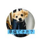 チワックスのてん（個別スタンプ：14）
