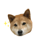だいちゃん好きのためのスタンプ第一弾（個別スタンプ：1）