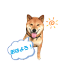 だいちゃん好きのためのスタンプ第一弾（個別スタンプ：2）