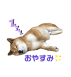 だいちゃん好きのためのスタンプ第一弾（個別スタンプ：3）
