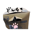 癒され黒柴わんこ（個別スタンプ：6）
