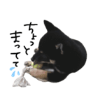 癒され黒柴わんこ（個別スタンプ：20）