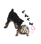 癒され黒柴わんこ（個別スタンプ：26）