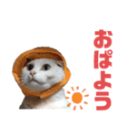 帰ってきた。ミーコちゃんスタンプ（個別スタンプ：1）