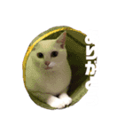 帰ってきた。ミーコちゃんスタンプ（個別スタンプ：2）
