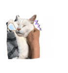 帰ってきた。ミーコちゃんスタンプ（個別スタンプ：3）
