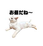 帰ってきた。ミーコちゃんスタンプ（個別スタンプ：20）