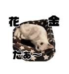 帰ってきた。ミーコちゃんスタンプ（個別スタンプ：30）