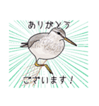 日本の野鳥6（個別スタンプ：3）