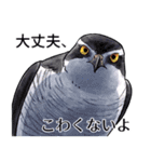 日本の野鳥6（個別スタンプ：15）