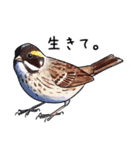 日本の野鳥6（個別スタンプ：16）