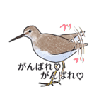 日本の野鳥6（個別スタンプ：17）