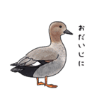 日本の野鳥6（個別スタンプ：20）