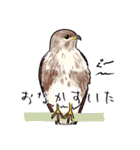 日本の野鳥6（個別スタンプ：23）