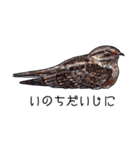 日本の野鳥6（個別スタンプ：24）
