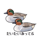 日本の野鳥6（個別スタンプ：36）