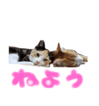 ツキとヤヤ1（個別スタンプ：4）