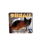 ヤヤ1（個別スタンプ：2）