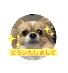 毎日使えるチワワぐりこのスタンプ♡2（個別スタンプ：1）