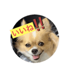 毎日使えるチワワぐりこのスタンプ♡2（個別スタンプ：2）