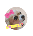 毎日使えるチワワぐりこのスタンプ♡2（個別スタンプ：3）