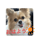 毎日使えるチワワぐりこのスタンプ♡2（個別スタンプ：5）