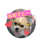 毎日使えるチワワぐりこのスタンプ♡2（個別スタンプ：6）