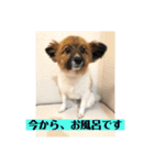 ナイト君のお気楽スタンプ2（個別スタンプ：15）