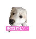 白ワンコのハクさん（個別スタンプ：2）