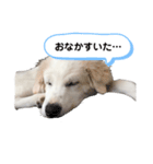 白ワンコのハクさん（個別スタンプ：8）