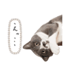 ねこのつぶちゃん（個別スタンプ：1）