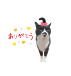ねこのつぶちゃん（個別スタンプ：2）